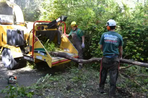 tree services Forest City